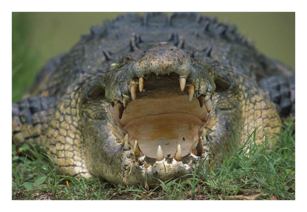 Saltwater Crocodile Or Estuarine Crocodile With Open Mouth, Northern Australia-Paper Art-26,,X18,,