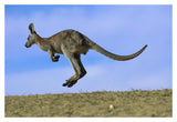 Wallaroo Or Euro Kangaroo Hopping, Sturt National Park, New South Wales, Australia-Paper Art-20,,X14,,