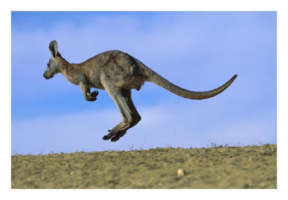 Wallaroo Or Euro Kangaroo Hopping, Sturt National Park, New South Wales, Australia-Paper Art-26,,X18,,