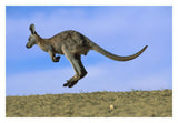 Wallaroo Or Euro Kangaroo Hopping, Sturt National Park, New South Wales, Australia-Paper Art-32,,X22,,