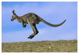 Wallaroo Or Euro Kangaroo Hopping, Sturt National Park, New South Wales, Australia-Paper Art-50,,X34,,