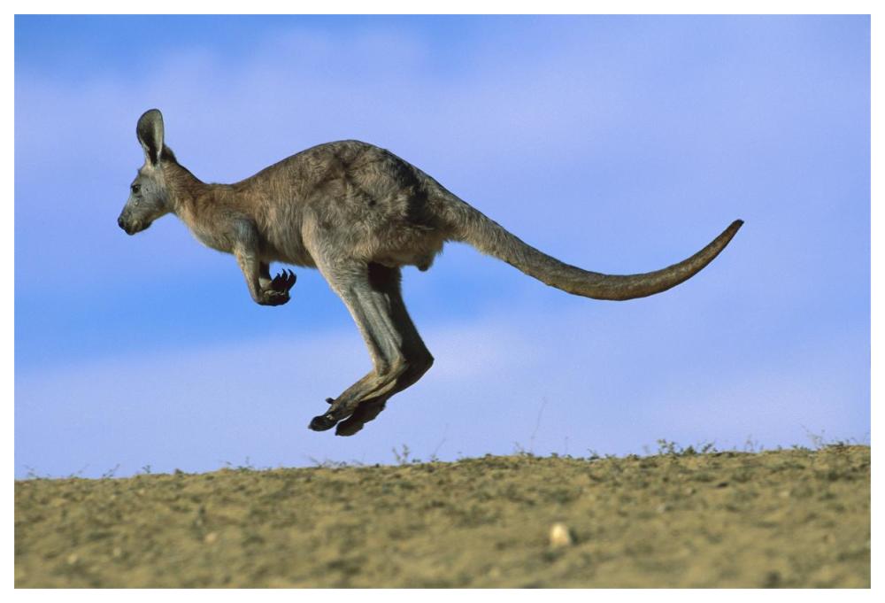 Wallaroo Or Euro Kangaroo Hopping, Sturt National Park, New South Wales, Australia-Paper Art-62,,X42,,