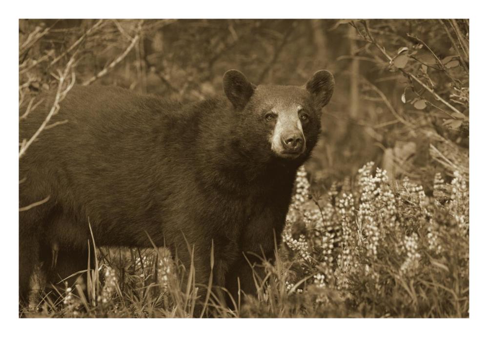 Black Bear Portrait, North America-Paper Art-26,,X18,,