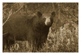 Black Bear Portrait, North America-Paper Art-32,,X22,,