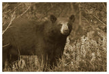 Black Bear Portrait, North America-Paper Art-50,,X34,,