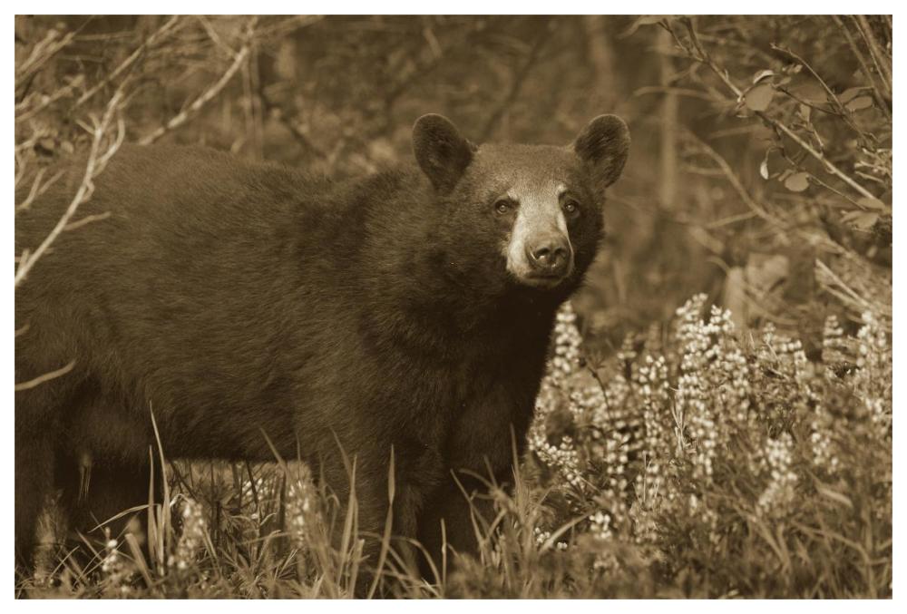 Black Bear Portrait, North America-Paper Art-62,,X42,,