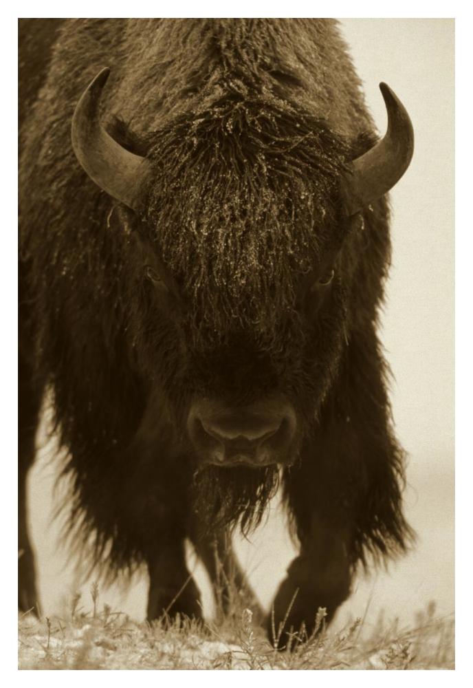 American Bison Portrait In Snow, North America-Paper Art-14,,X20,,