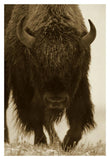 American Bison Portrait In Snow, North America-Paper Art-14,,X20,,