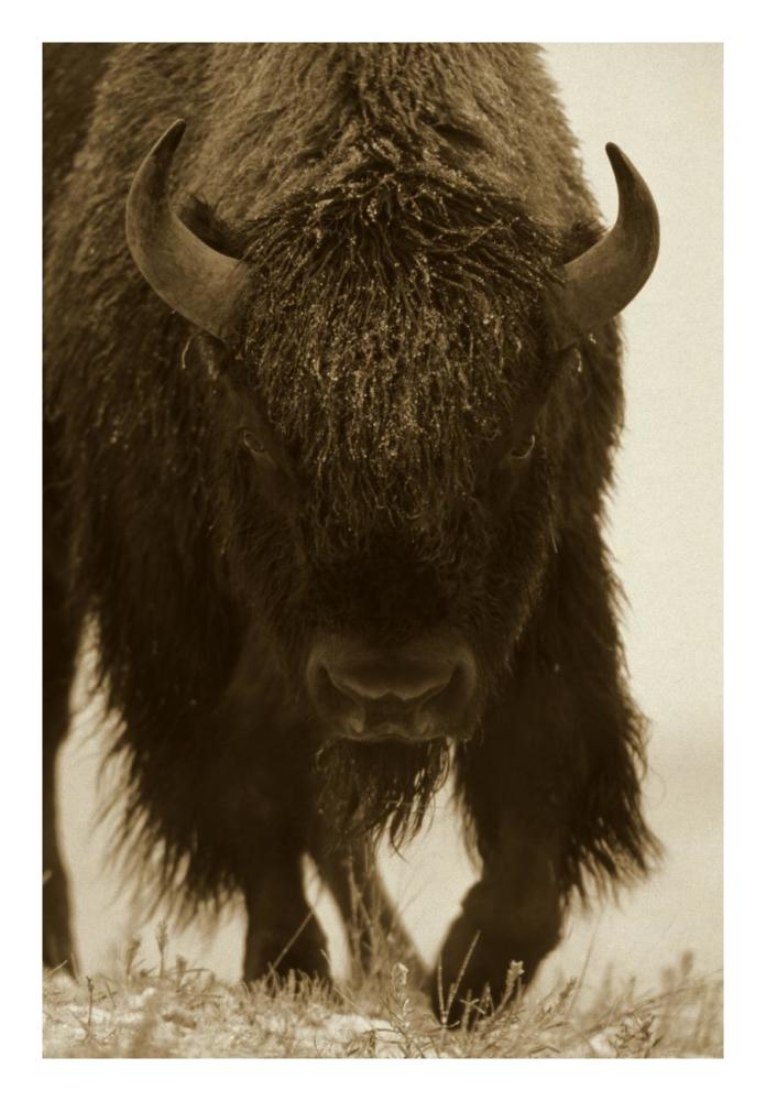American Bison Portrait In Snow, North America-Paper Art-18,,X26,,