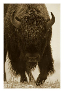 American Bison Portrait In Snow, North America-Paper Art-18,,X26,,