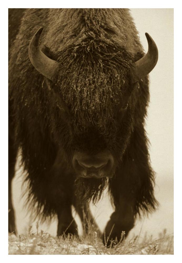 American Bison Portrait In Snow, North America-Paper Art-22,,X32,,