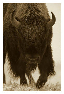 American Bison Portrait In Snow, North America-Paper Art-22,,X32,,