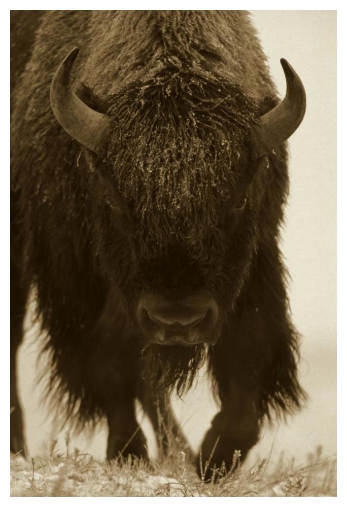 American Bison Portrait In Snow, North America-Paper Art-34,,X50,,