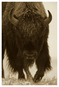 American Bison Portrait In Snow, North America-Paper Art-34,,X50,,