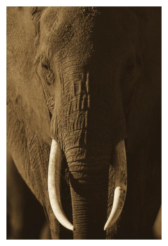 African Elephant Male Portrait With Long Tusks, Kenya-Paper Art-14,,X20,,