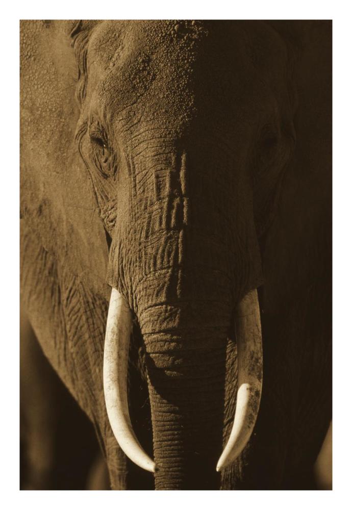 African Elephant Male Portrait With Long Tusks, Kenya-Paper Art-18,,X26,,