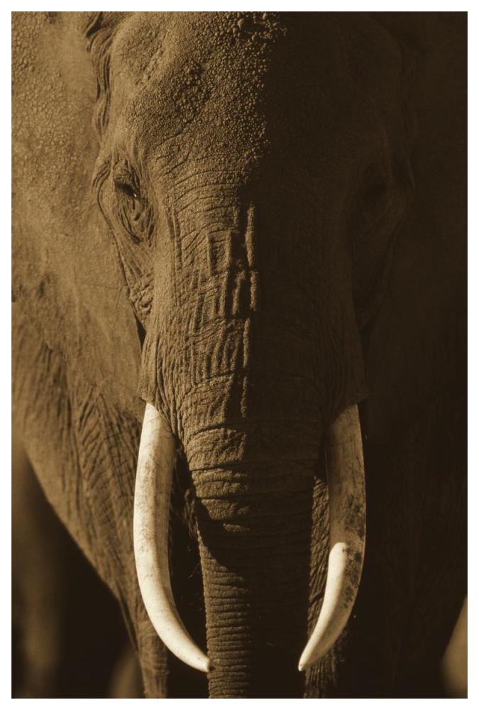 African Elephant Male Portrait With Long Tusks, Kenya-Paper Art-42,,X62,,