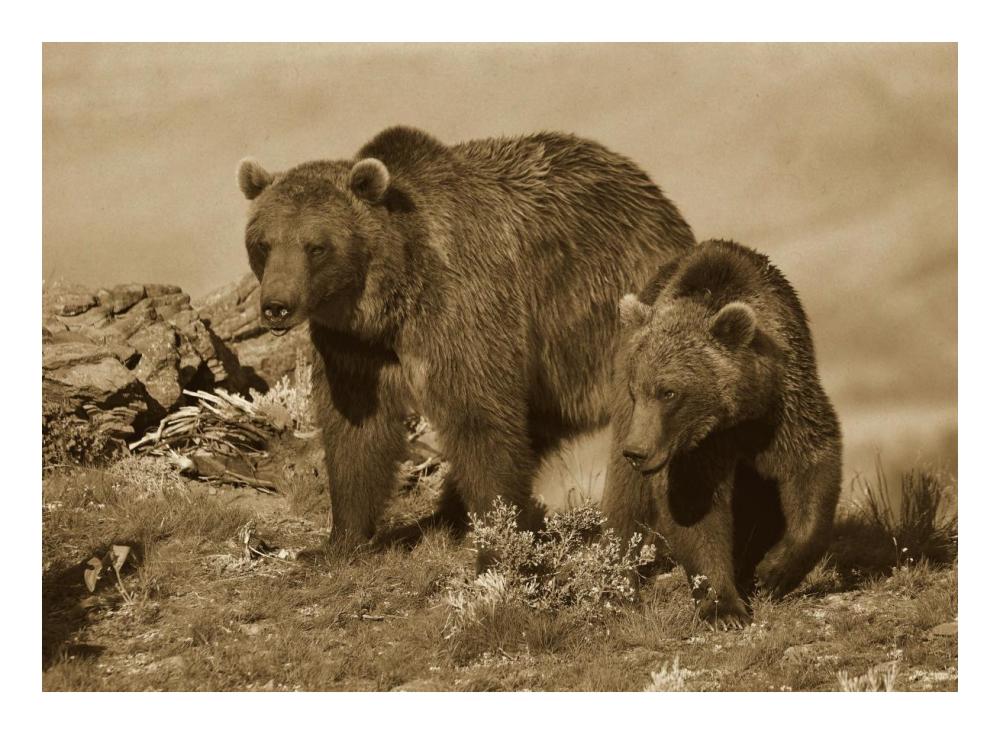 Grizzly Bear Mother With A One Year Old Cub, North America-Paper Art-24,,X17.62,,