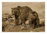 Grizzly Bear Mother With A One Year Old Cub, North America-Paper Art-24,,X17.62,,