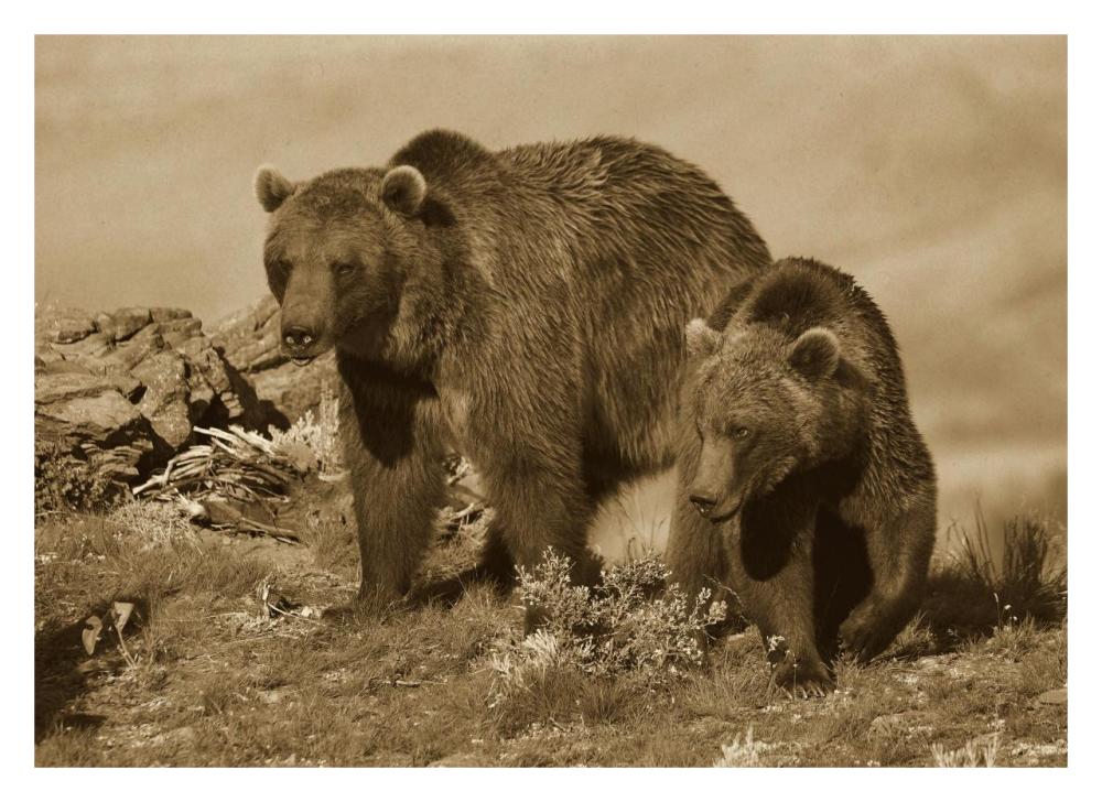 Grizzly Bear Mother With A One Year Old Cub, North America-Paper Art-32,,X23.3,,