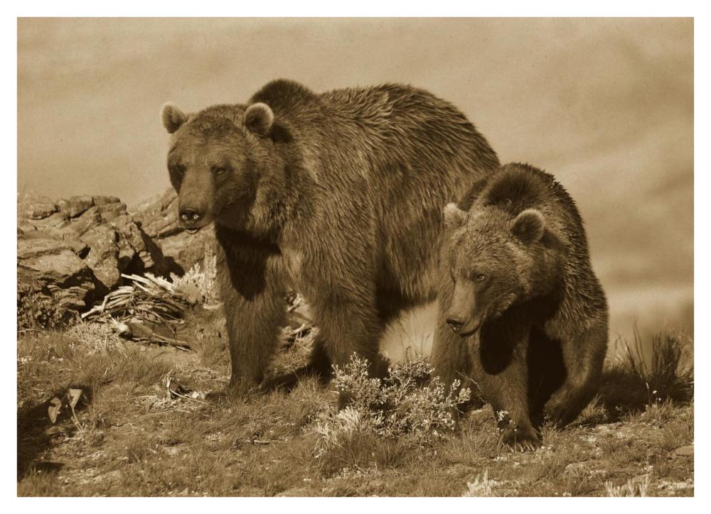 Grizzly Bear Mother With A One Year Old Cub, North America-Paper Art-42,,X30.4,,