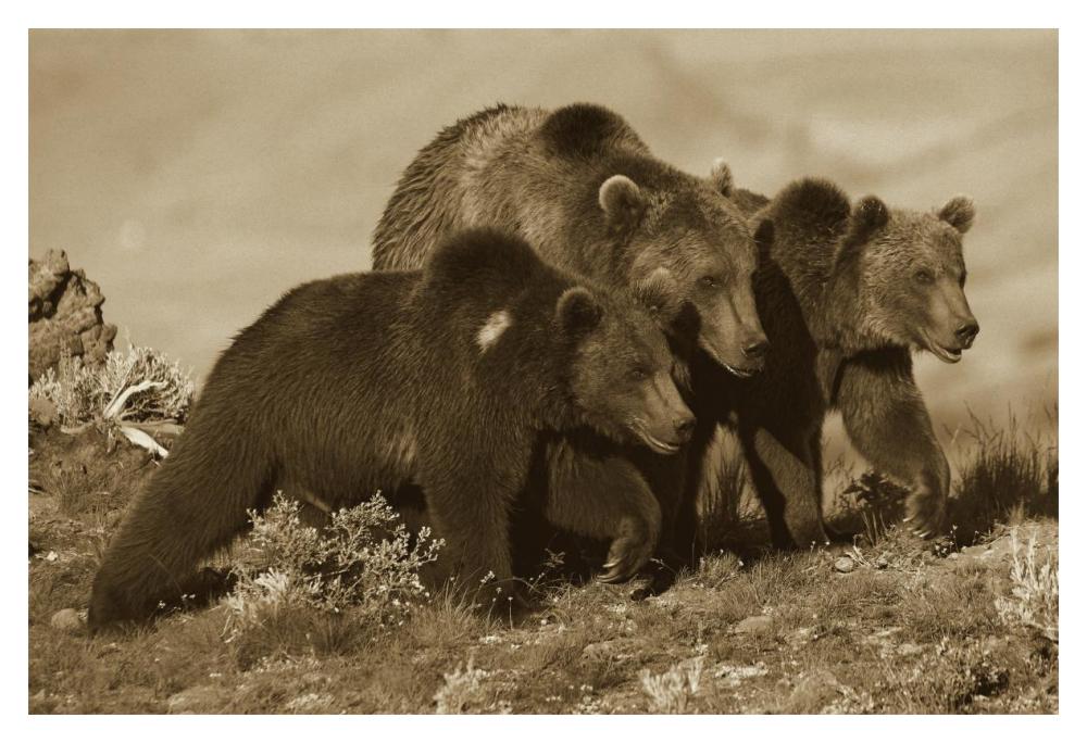 Grizzly Bear Mother With Two One Year Old Cubs, North America-Paper Art-20,,X14,,