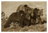 Grizzly Bear Mother With Two One Year Old Cubs, North America-Paper Art-20,,X14,,
