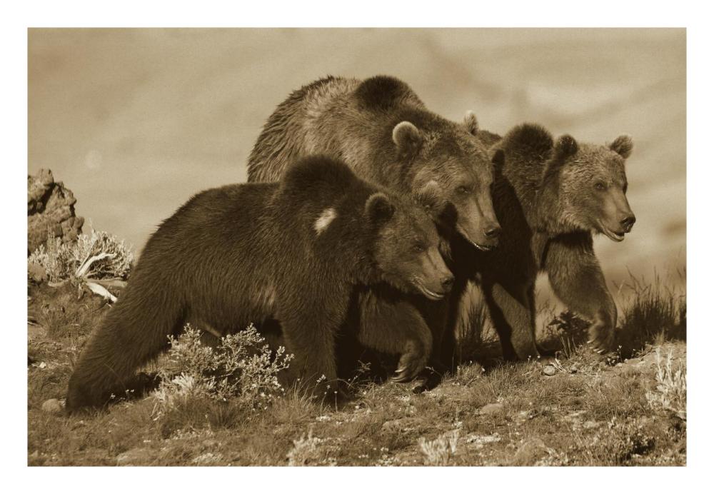 Grizzly Bear Mother With Two One Year Old Cubs, North America-Paper Art-26,,X18,,