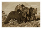 Grizzly Bear Mother With Two One Year Old Cubs, North America-Paper Art-26,,X18,,