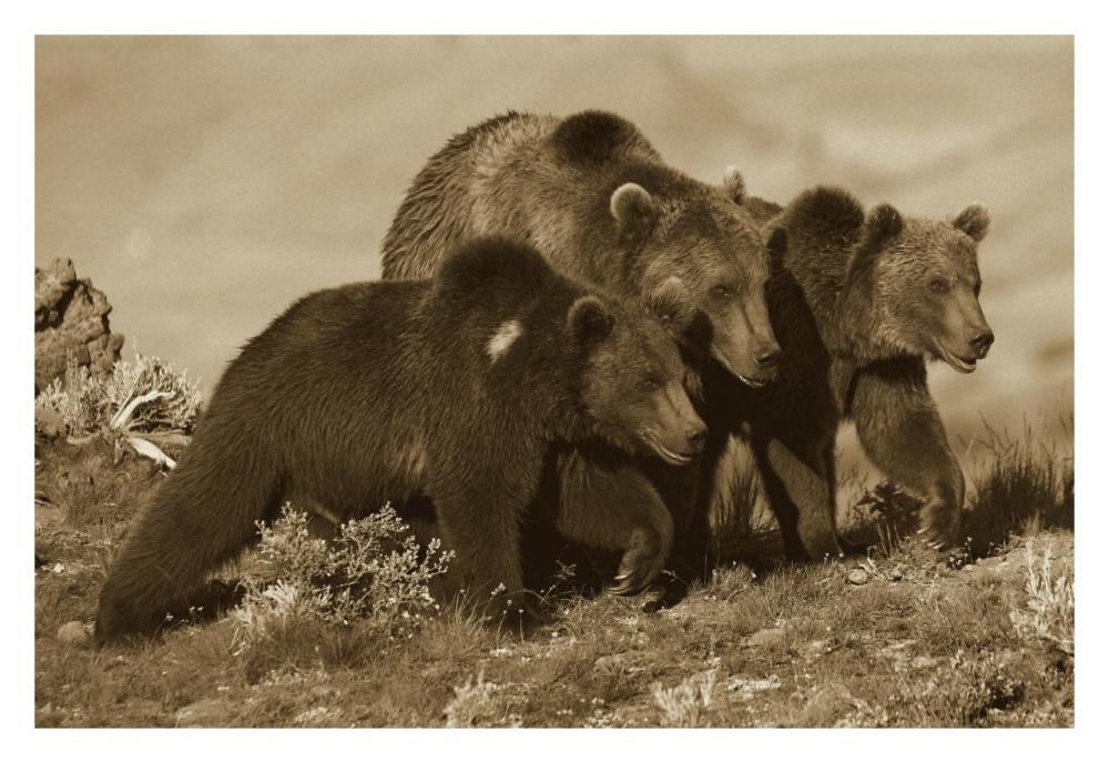 Grizzly Bear Mother With Two One Year Old Cubs, North America-Paper Art-32,,X22,,