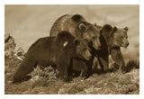 Grizzly Bear Mother With Two One Year Old Cubs, North America-Paper Art-32,,X22,,
