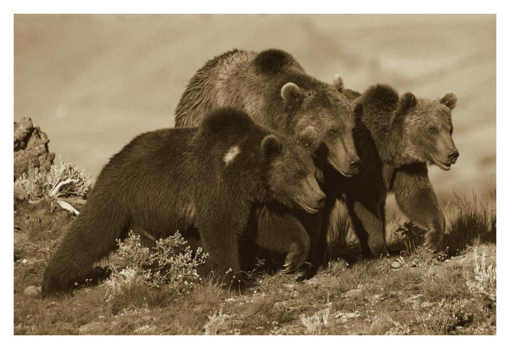 Grizzly Bear Mother With Two One Year Old Cubs, North America-Paper Art-38,,X26,,