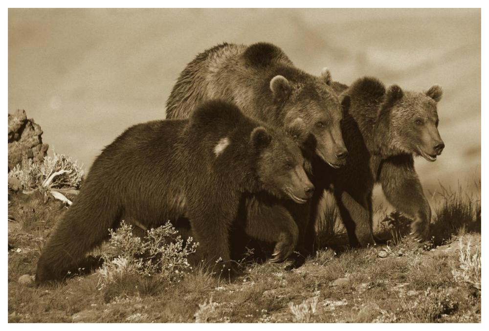 Grizzly Bear Mother With Two One Year Old Cubs, North America-Paper Art-62,,X42,,