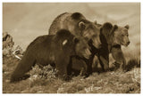 Grizzly Bear Mother With Two One Year Old Cubs, North America-Paper Art-62,,X42,,