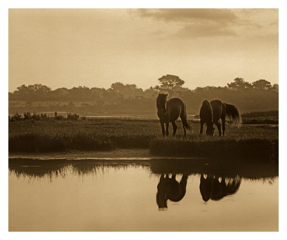 Wild Horse Pair Grazing At Assateague Island National Seashore, Maryland-Paper Art-18,,X14,,