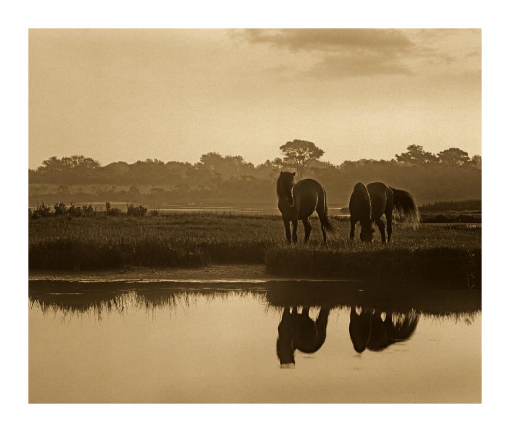 Wild Horse Pair Grazing At Assateague Island National Seashore, Maryland-Paper Art-18,,X15.28,,