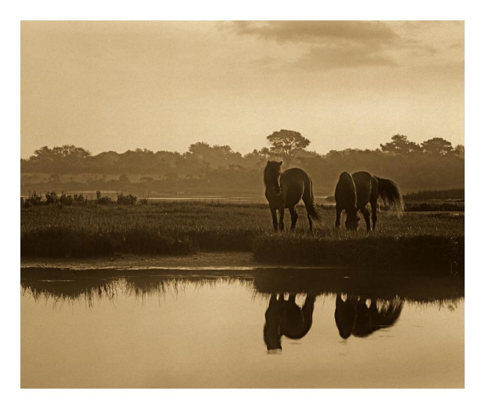 Wild Horse Pair Grazing At Assateague Island National Seashore, Maryland-Paper Art-24,,X20.26,,