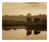 Wild Horse Pair Grazing At Assateague Island National Seashore, Maryland-Paper Art-24,,X20.26,,