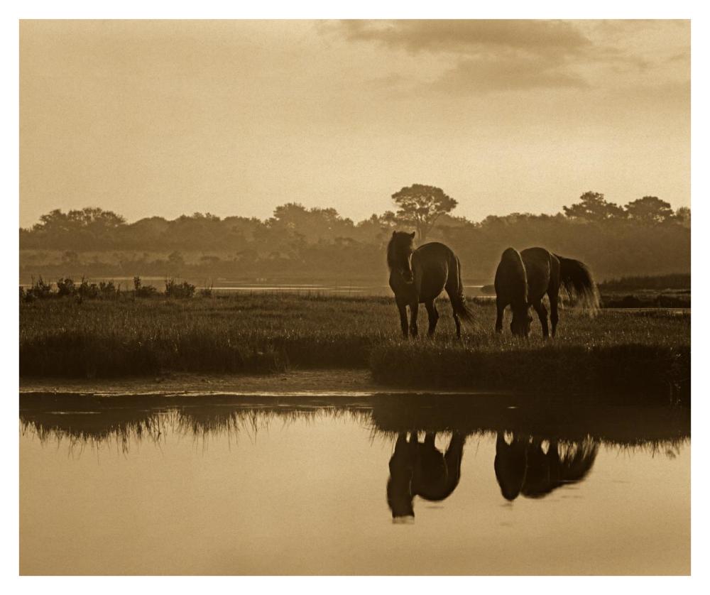 Wild Horse Pair Grazing At Assateague Island National Seashore, Maryland-Paper Art-38,,X31.88,,