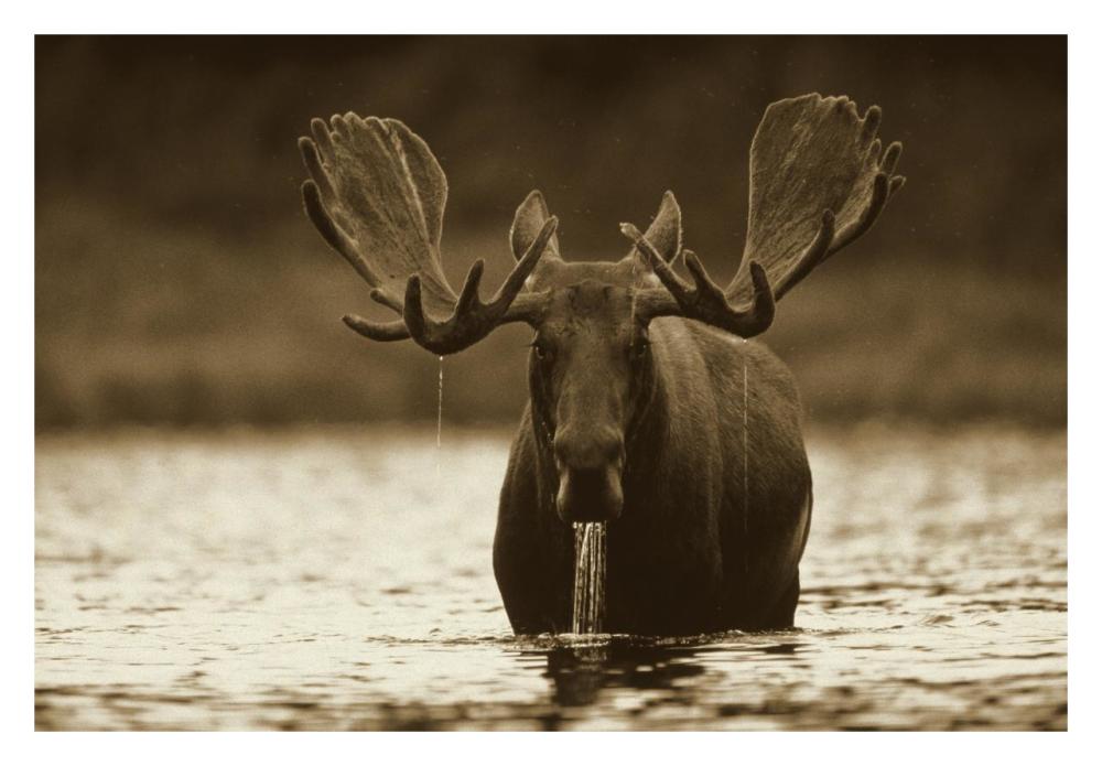 Moose Male Raising Its Head While Feeding On The Bottom Of A Lake, North America-Paper Art-32,,X22,,