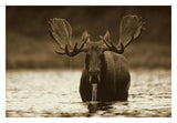 Moose Male Raising Its Head While Feeding On The Bottom Of A Lake, North America-Paper Art-32,,X22,,