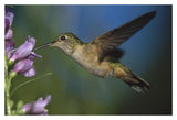 Broad-Tailed Hummingbird Feeding On The Nectar Of A Desert Penstemon Flower, New Mexico-Paper Art-20,,X14,,