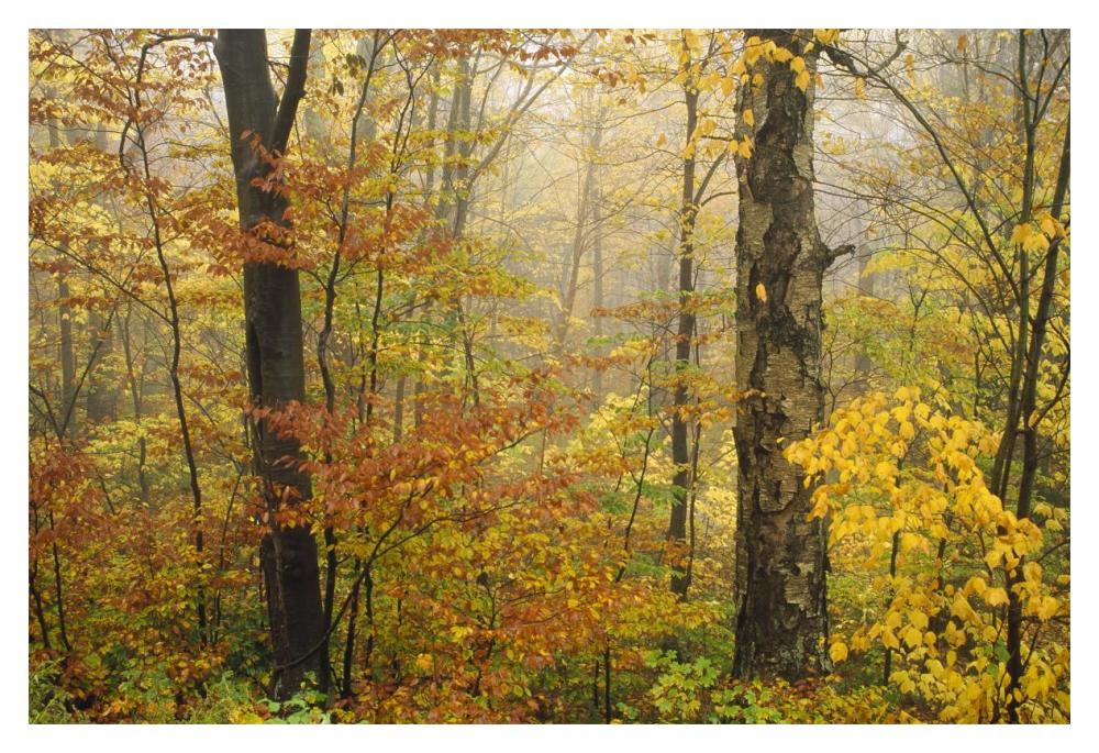 Mixed Deciduous Forest In Autumn, Mill Brook, Vermont-Paper Art-20,,X14,,