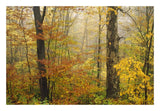 Mixed Deciduous Forest In Autumn, Mill Brook, Vermont-Paper Art-26,,X18,,