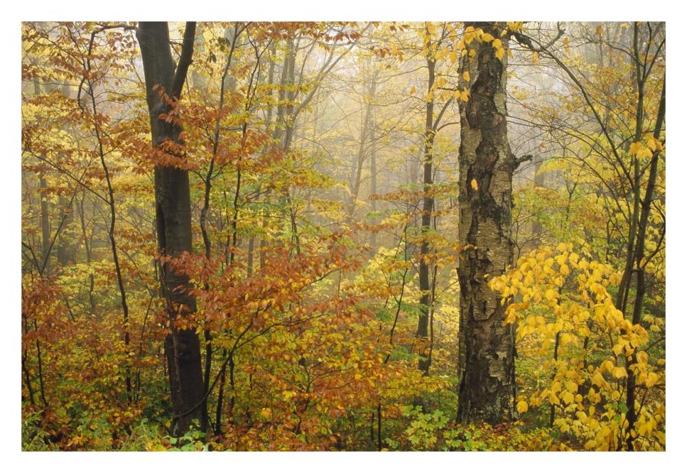Mixed Deciduous Forest In Autumn, Mill Brook, Vermont-Paper Art-32,,X22,,