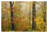 Mixed Deciduous Forest In Autumn, Mill Brook, Vermont-Paper Art-38,,X26,,