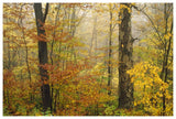 Mixed Deciduous Forest In Autumn, Mill Brook, Vermont-Paper Art-62,,X42,,