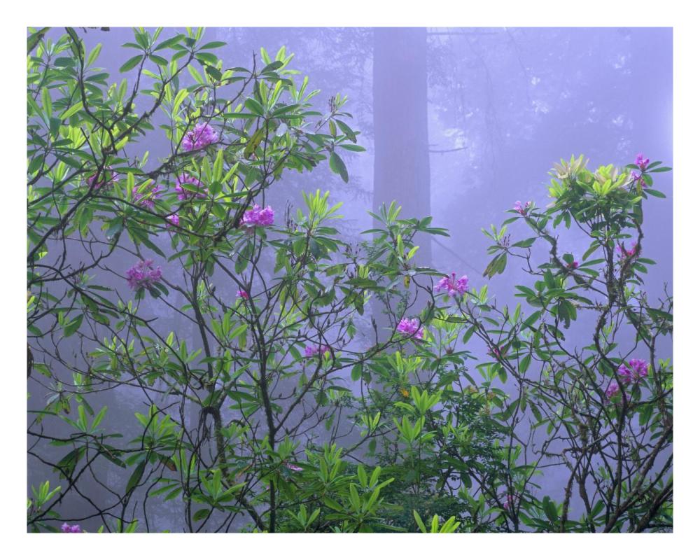 Pacific Rhododendrons In Redwood Forest Interior, Del Norte Coast, Redwood National Park, California-Paper Art-26,,X20,,