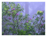 Pacific Rhododendrons In Redwood Forest Interior, Del Norte Coast, Redwood National Park, California-Paper Art-26,,X20,,