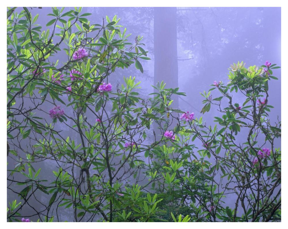 Pacific Rhododendrons In Redwood Forest Interior, Del Norte Coast, Redwood National Park, California-Paper Art-42,,X32,,